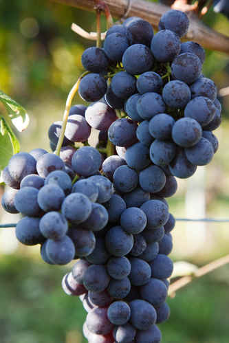 Vindruvor