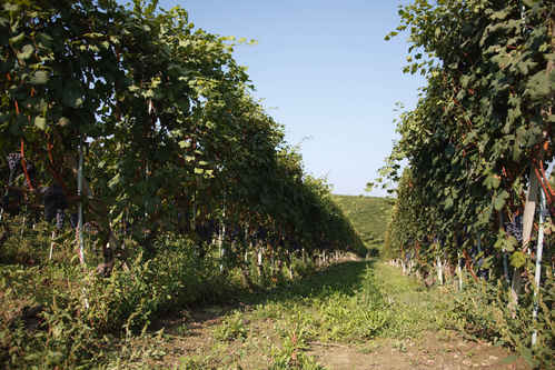 Vinrankor