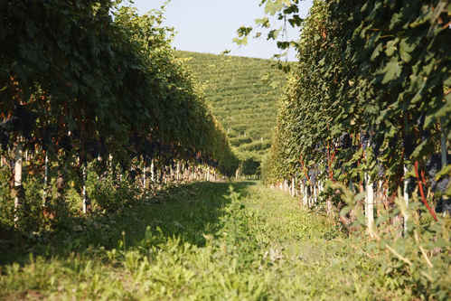 Vinrankor