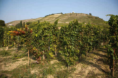 Vinrankor