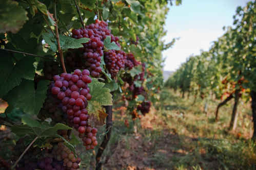 Vinodling