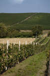 vindruvor091002-25.jpg