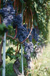 vindruvor091002-36.jpg