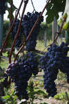 vindruvor091002-38.jpg