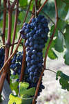vindruvor091002-39.jpg