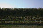 vindruvor091002-49.jpg