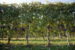 vindruvor091002-51.jpg