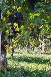 vindruvor091002-52.jpg