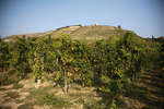 vindruvor091002-62.jpg