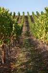 vindruvor091002-76.jpg