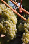 vindruvor091002-78.jpg