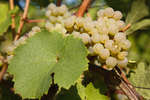 vindruvor091002-79.jpg