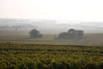 vindruvor091002-83.jpg
