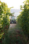 vindruvor091002-86.jpg