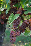 vindruvor091002-87.jpg