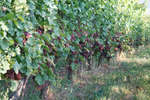 vindruvor091002-88.jpg