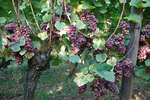 vindruvor091002-89.jpg