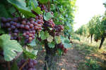 vindruvor091002-91.jpg