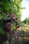 vindruvor091002-93.jpg