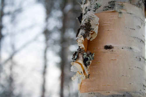 Vit vinter