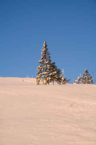Vit vinter