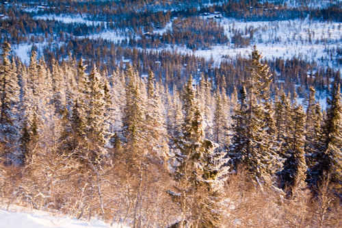 Vit vinter