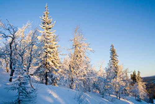 Vit vinter