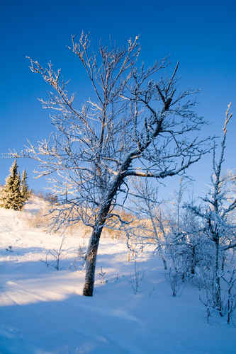 Vit vinter