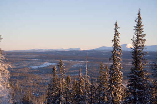 Vit vinter