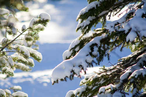 Vit vinter
