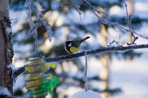Vit vinter