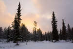 vinter080501-1.jpg