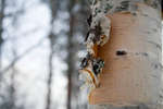 vinter080501-12.jpg
