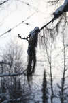 vinter080501-13.jpg