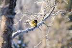 vinter080501-62.jpg
