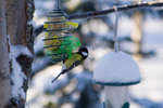 vinter080501-66.jpg